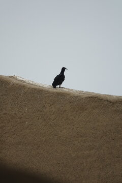 Black Vulture on the Wall of Chan Chan Archaeological Site near Trujillo, Peru