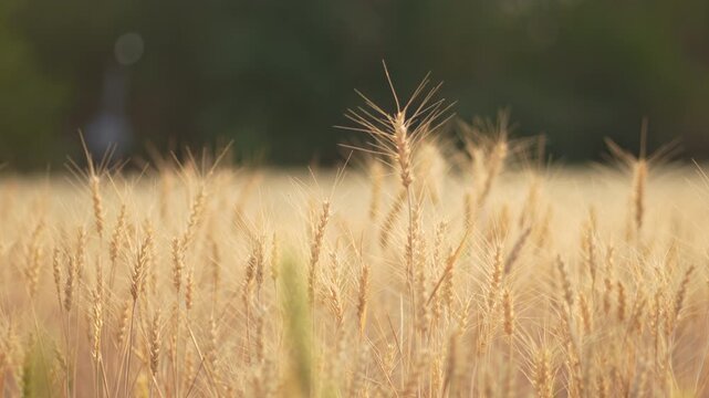 Authentic Indian village farm scene captured in natural warm sunlight. Cinematic 4K 10-bit footage ideal for agriculture, rural lifestyle, farming, sustainability, and documentary projects.