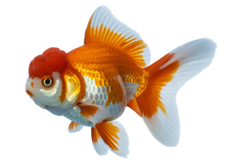 Fototapeta premium Orange and White Goldfish aquatic isolated on a transparent background
