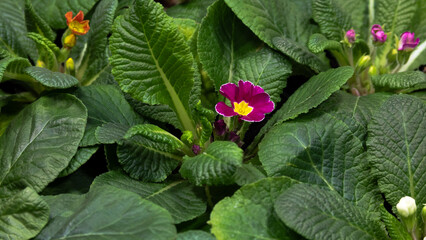 Primrose Flowerbed Background. Top View, Spring Flowers. Happy Easter card. Many Primula Multicolored Flower
