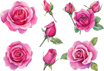 Fototapeta premium watercolor set of roses