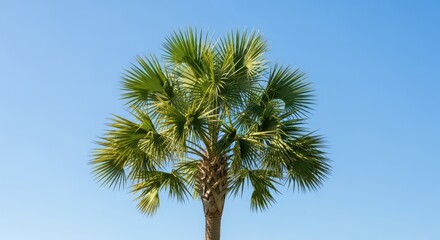 A resilient and hardy fan palm known as the palmetto tree, showcasing its signature pleated, costapalmate fronds and fibrous trunk against a blue sky, sunshine, palm, leaves