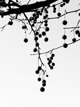 plane tree seed heads in winter