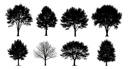 Obraz premium Tree Silhouettes Collection Isolated on White