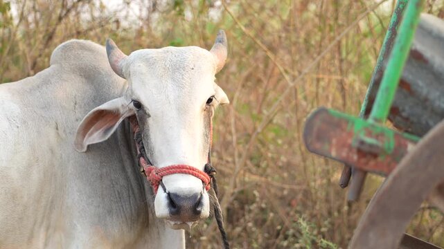 A strong Indian ox standing calmly in a rural outdoor setting under warm natural sunlight. Captured in high-quality 4K 10-bit detail, ideal for agriculture, farming, village lifestyle, and documentary