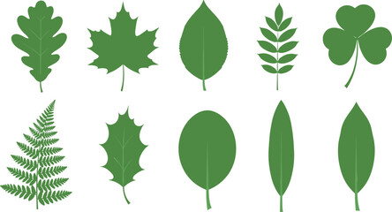 Obraz premium Green leaf collection vector illustration featuring oak maple fern clover and various botanical foliage shapes