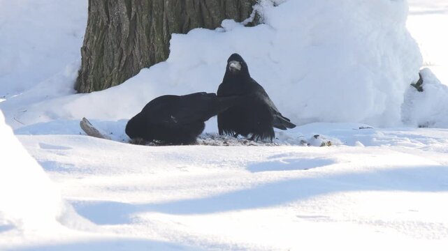 Crows Feeding In Snow, Pecking At Scraps On Frozen Ground, Playful Tussle And Intermittent Competition,