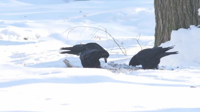 Two Crows Feeding In Snow, Pecking At Scraps On Frozen Ground, Playful Tussle And Intermittent Competition,