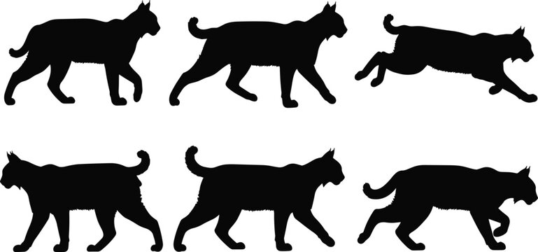 Black silhouette illustration of lynx in multiple walking and running poses, showcasing tufted ears, short tail, and dynamic wildlife animal movement design