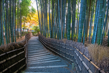 Fototapeta premium bamboo grove forest and yellow autumn leaf, Adashino temple, Arashiyama