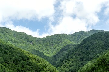 Obraz premium 富士河口湖町・王岳の夏：深い緑に包まれた稜線と湧き上がる白雲 / Summer at Mt. Odake, Fujikawaguchiko: Verdant Ridgelines and Rising White Clouds