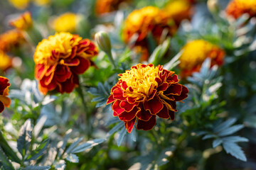 Naklejka premium French marigolds, Tagetes patula flowers blooming in summer.