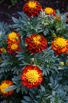 rench marigolds in full bloom during the summer season.
