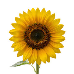 Obraz premium Close up of bright yellow sunflower with dark center in full bloom on white background