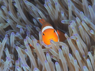 海のアイドル、カクレクマノミ