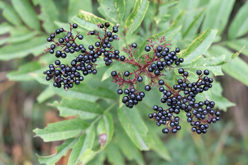 Poisonous dwarf elder