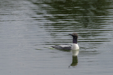 Common Loon (Gavia immer)