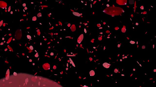 Abstract bright rose petal falling super flow seamles smooth looped animation on black background