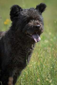 cute mudi type mixed breed dog sitting in tall green grass on a sunny summer day