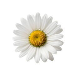 Beautiful daisy blossom with bright yellow center on white background casting soft shadows