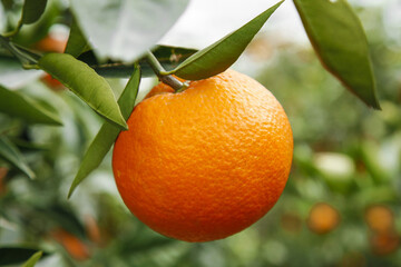 Fresh Orange Fruit Growing on Tree Branch in Gannan Orchard with Green Leaves