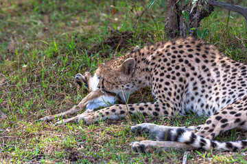 Cheetah with prey under tree. Masai Mara, Kenya
