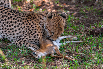 Fototapeta premium Cheetah with prey under tree. Masai Mara, Kenya