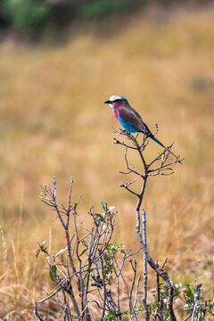 Roller on the tree. Masai Mara,  Kenya. Africa