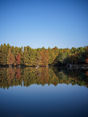 Symmetrical Trees and Blue Sky at Xiamen Yuanbo Garden, Fujian