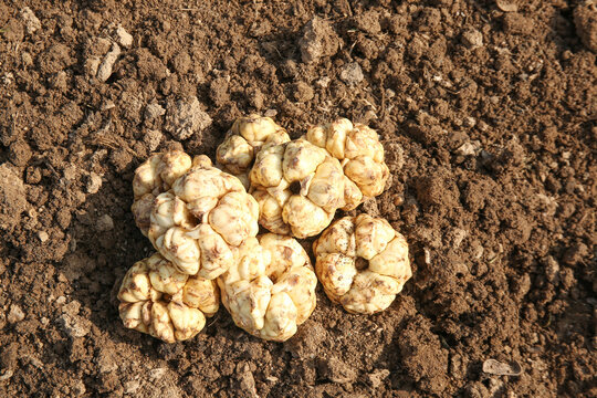 Fresh Jerusalem Artichokes Harvested from Rich Soil - Natural Organic Root Vegetables from Farm