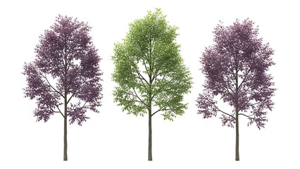 Fototapeta premium Three trees with purple and green leaves isolated on transparent background
