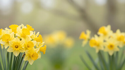 Obraz premium St. David's Day vertical banner, bouquet of yellow daffodil flowers, bright spring bokeh background with copy space for text
