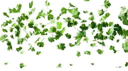Fresh parsley leaves floating in air on transparent background