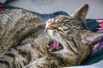 Kater gähnt liegend auf dem Bett