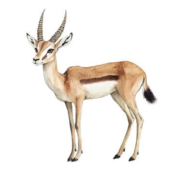 watercolor vector of Gazelle isolated on a white background.