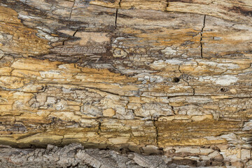 Naturalne tło z postarzanego drewna z pęknięciami – surowa drewniana tekstura w ciepłych brązach i beżach, rustykalny klimat. © Henryk Guziak