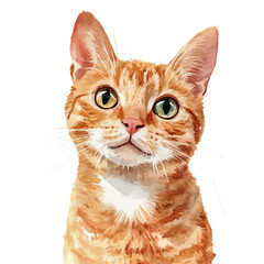 watercolor vector of Flat-headed Cat isolated on a white background. © yalora