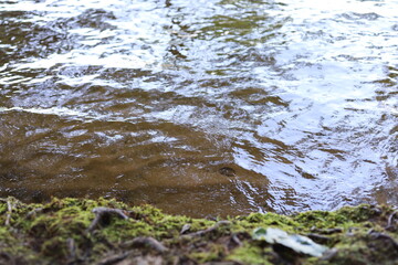 Small river with moss-covered banks, 
clear, flowing water with visible sandy bottom, moss-covered roots at the water's edge