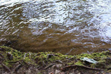 Small river with moss-covered banks, 
clear, flowing water with visible sandy bottom, moss-covered roots at the water's edge