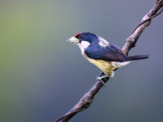 Obraz premium Adult White-mantled Barbet Perched on a Mossy Tree Branch