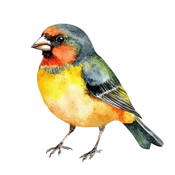 Finch, watercolor vector, clipart, isolated on a white background.