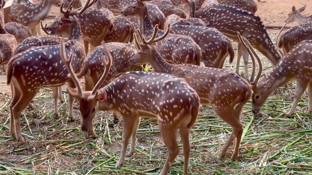Herd of Spotted Deer Grazing in a Sanctuary. deer in the forest.