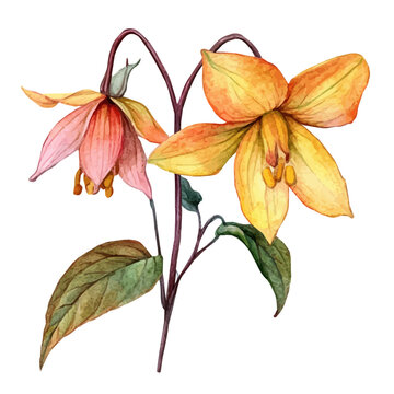 Epimedium Flower, watercolor vector, clipart, isolated on a white background.