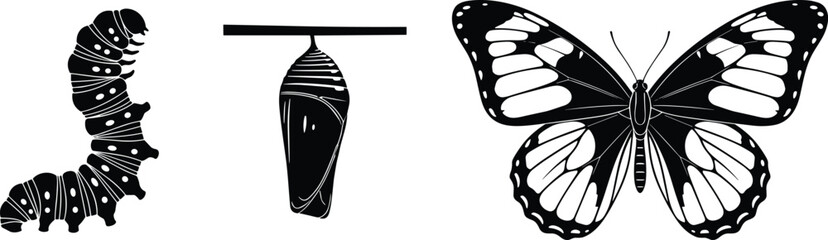 Butterfly life cycle silhouettes showing caterpillar chrysalis and adult insect metamorphosis illustration set © Ayejoddin