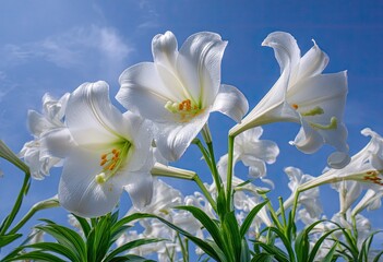 Fototapeta premium White lilies reach towards the sky, petals unfurled in soft focus