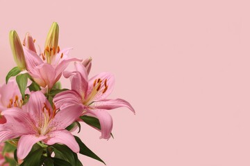 Pink lilies with green stems are arranged against a plain light pink background © azka