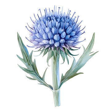 Echinops Flower, watercolor, vector, isolated on a white background.
