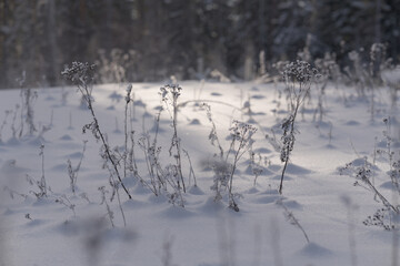 Delicate dried wildflowers rise through a smooth blanket of untouched snow in a quiet winter field, softly lit by low evening sun. Gentle backlight creates sparkling highlights on the frost-covered st