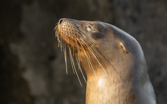 Gal&aacute;pagos-Seel&ouml;we (Zalophus wollebaeki)