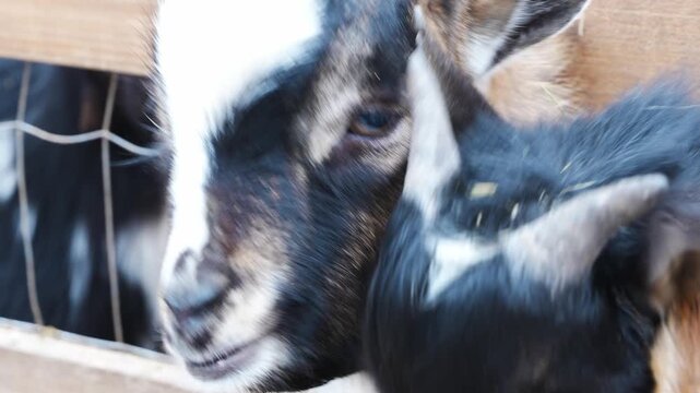 Cute baby goats interact at a farm during the day in early spring